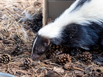 Gestreept stinkdier - De Zonnegloed - Dierenpark - Dieren opvangcentrum - Sanctuary