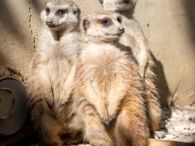 Stokstaart - De Zonnegloed - Dierenpark - Dieren opvangcentrum - Sanctuary