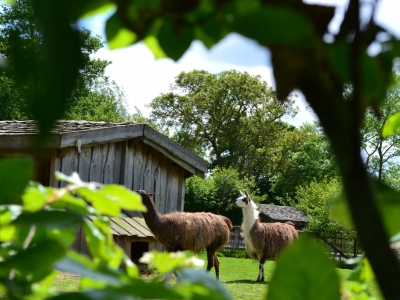 Llama - De Zonnegloed - Dierenpark - Dieren opvangcentrum - Sanctuary