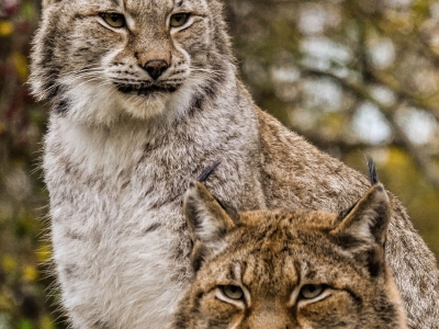 Euraziatische lynx - De Zonnegloed - Dierenpark - Dieren opvangcentrum - Sanctuary