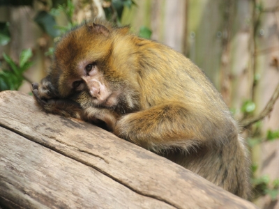 Berberaap - De Zonnegloed - Dierenpark - Dieren opvangcentrum - Sanctuary