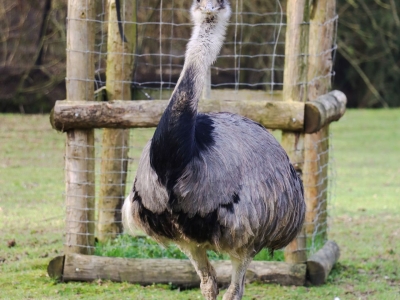 Nandoe - De Zonnegloed - Dierenpark - Dieren opvangcentrum - Sanctuary