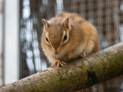 Siberian chipmunk - De Zonnegloed - Animal park - Animal refuge centre 