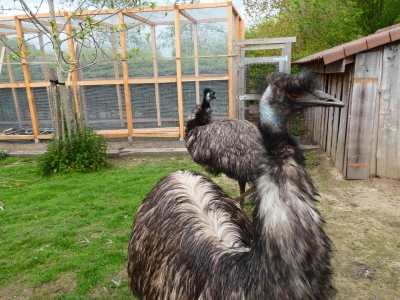 Emu - De Zonnegloed - Dierenpark - Dieren opvangcentrum - Sanctuary