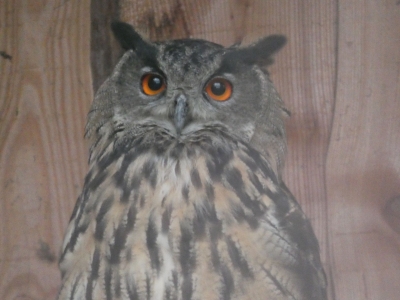 Eurasian eagle-owl - De Zonnegloed - Animal park - Animal refuge centre 