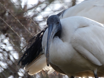 African sacred ibis - De Zonnegloed - Animal park - Animal refuge centre 