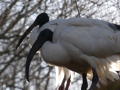 African sacred ibis - De Zonnegloed - Animal park - Animal refuge centre 