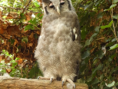 Verreaux' oehoe - De Zonnegloed - Dierenpark - Dieren opvangcentrum - Sanctuary