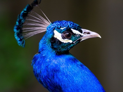 Mexico Voldoen Proberen Blauwe pauw - Dier - De Zonnegloed - Dierenpark - Dieren opvangcentrum -  Sanctuary