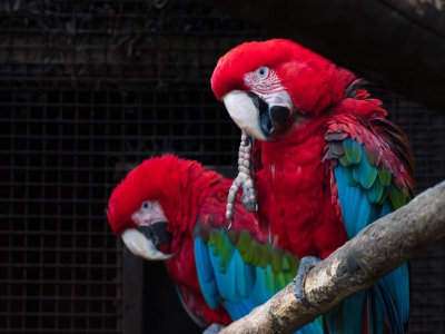 Ara chloropt&egrave;re rouge et bleu - De Zonnegloed - Refuge pour animaux