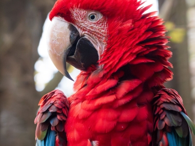 Ara chloropt&egrave;re rouge et bleu - De Zonnegloed - Refuge pour animaux