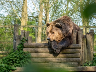 Brown bear - De Zonnegloed - Animal park - Animal refuge centre 