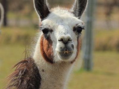 Llama - De Zonnegloed - Dierenpark - Dieren opvangcentrum - Sanctuary