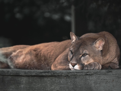 Poema - De Zonnegloed - Dierenpark - Dieren opvangcentrum - Sanctuary