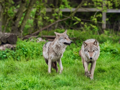 Wolf - De Zonnegloed - Animal park - Animal refuge centre 
