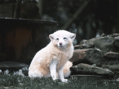 Renard arctique - De Zonnegloed - Refuge pour animaux
