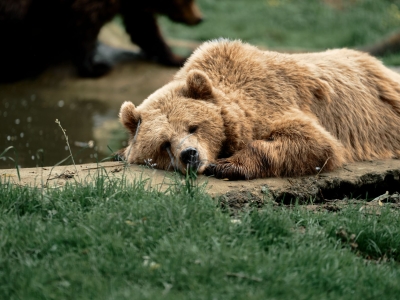 Brown bear - De Zonnegloed - Animal park - Animal refuge centre 