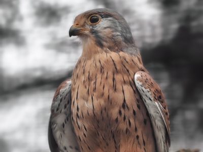 Faucon cr&eacute;cerelle - De Zonnegloed - Refuge pour animaux