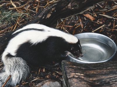 Gestreept stinkdier - De Zonnegloed - Dierenpark - Dieren opvangcentrum - Sanctuary