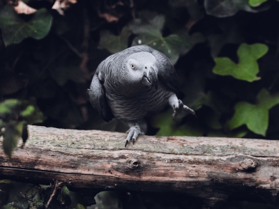 Perroquet jaco - De Zonnegloed - Refuge pour animaux
