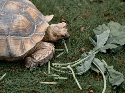Afrikaanse sporenschildpad - De Zonnegloed - Dierenpark - Dieren opvangcentrum - Sanctuary