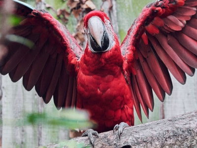 Ara chloropt&egrave;re rouge et bleu - De Zonnegloed - Refuge pour animaux
