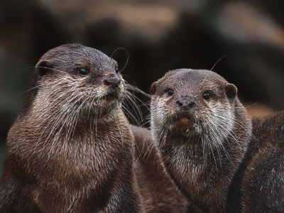 Aziatische kleinklauwotter - De Zonnegloed - Dierenpark - Dieren opvangcentrum - Sanctuary