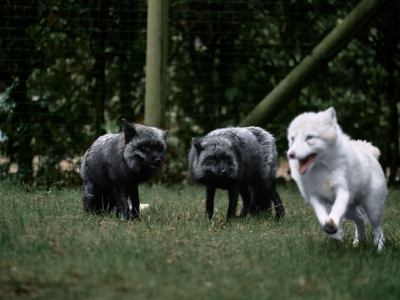 Renard arctique - De Zonnegloed - Refuge pour animaux