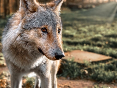 Wolf - De Zonnegloed - Animal park - Animal refuge centre 