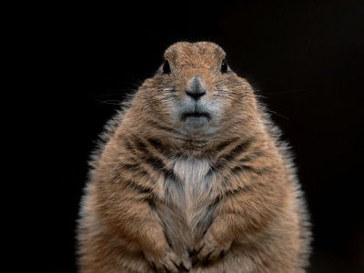Black-tailed prairie dog - De Zonnegloed - Animal park - Animal refuge centre 
