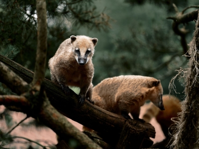 Rode neusbeer - De Zonnegloed - Dierenpark - Dieren opvangcentrum - Sanctuary
