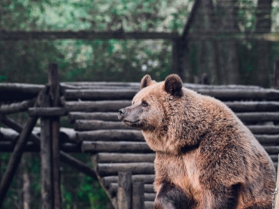Brown bear - De Zonnegloed - Animal park - Animal refuge centre 
