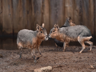 Mara - De Zonnegloed - Dierenpark - Dieren opvangcentrum - Sanctuary
