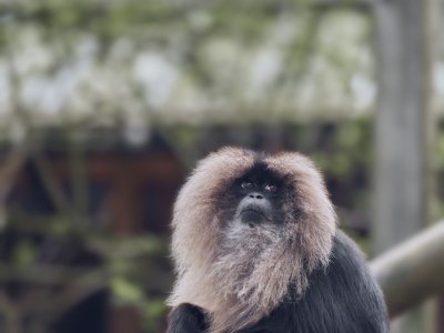 Lion-tailed macaque - De Zonnegloed - Animal park - Animal refuge centre 