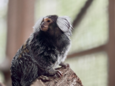 Witoorpenseelaap - De Zonnegloed - Dierenpark - Dieren opvangcentrum - Sanctuary