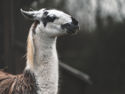 Lama - De Zonnegloed - Dierenpark - Dieren opvangcentrum - Sanctuary