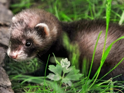 Ferret - De Zonnegloed - Animal park - Animal refuge centre 