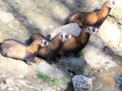 Ferret - De Zonnegloed - Animal park - Animal refuge centre 