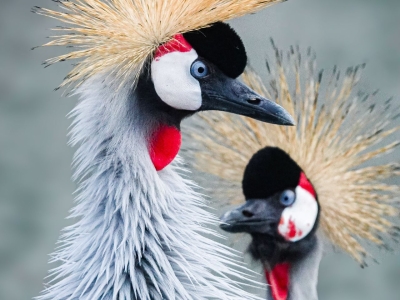 Grijze kroonkraanvogel - De Zonnegloed - Dierenpark - Dieren opvangcentrum - Sanctuary