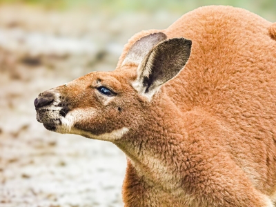 kangourou roux - De Zonnegloed - Refuge pour animaux