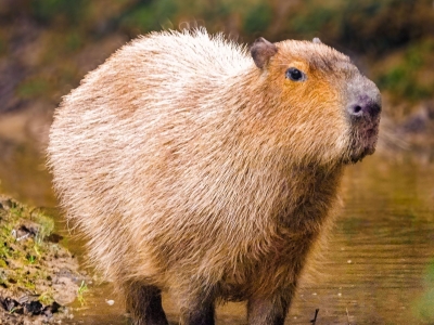Capybara - De Zonnegloed - Refuge pour animaux