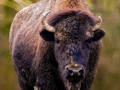  Amerikaanse bizon - De Zonnegloed - Dierenpark - Dieren opvangcentrum - Sanctuary