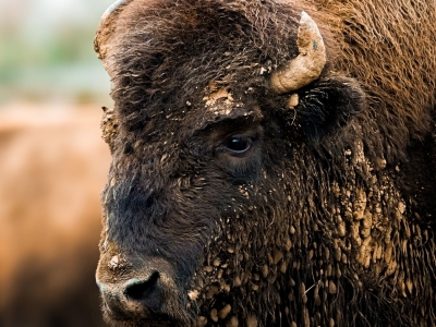  Amerikaanse bizon - De Zonnegloed - Dierenpark - Dieren opvangcentrum - Sanctuary