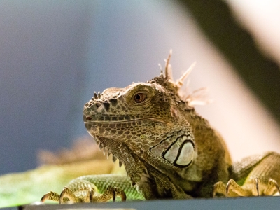 Iguane vert - De Zonnegloed - Refuge pour animaux