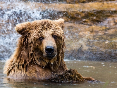 Brown bear - De Zonnegloed - Animal park - Animal refuge centre 