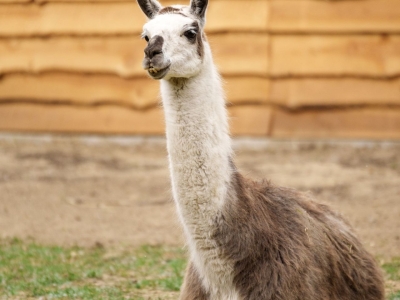 Lama - De Zonnegloed - Dierenpark - Dieren opvangcentrum - Sanctuary