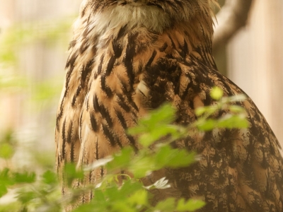 Europese oehoe - De Zonnegloed - Dierenpark - Dieren opvangcentrum - Sanctuary