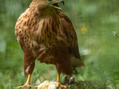 Buse f&eacute;roce - De Zonnegloed - Refuge pour animaux