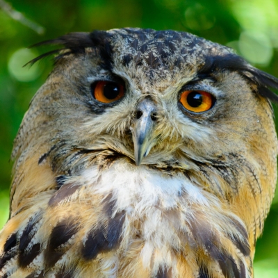 Europese oehoe - De Zonnegloed - Dierenpark - Dieren opvangcentrum - Sanctuary