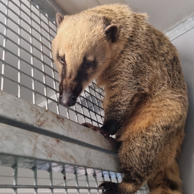 Lima - De Zonnegloed - Refuge pour animaux